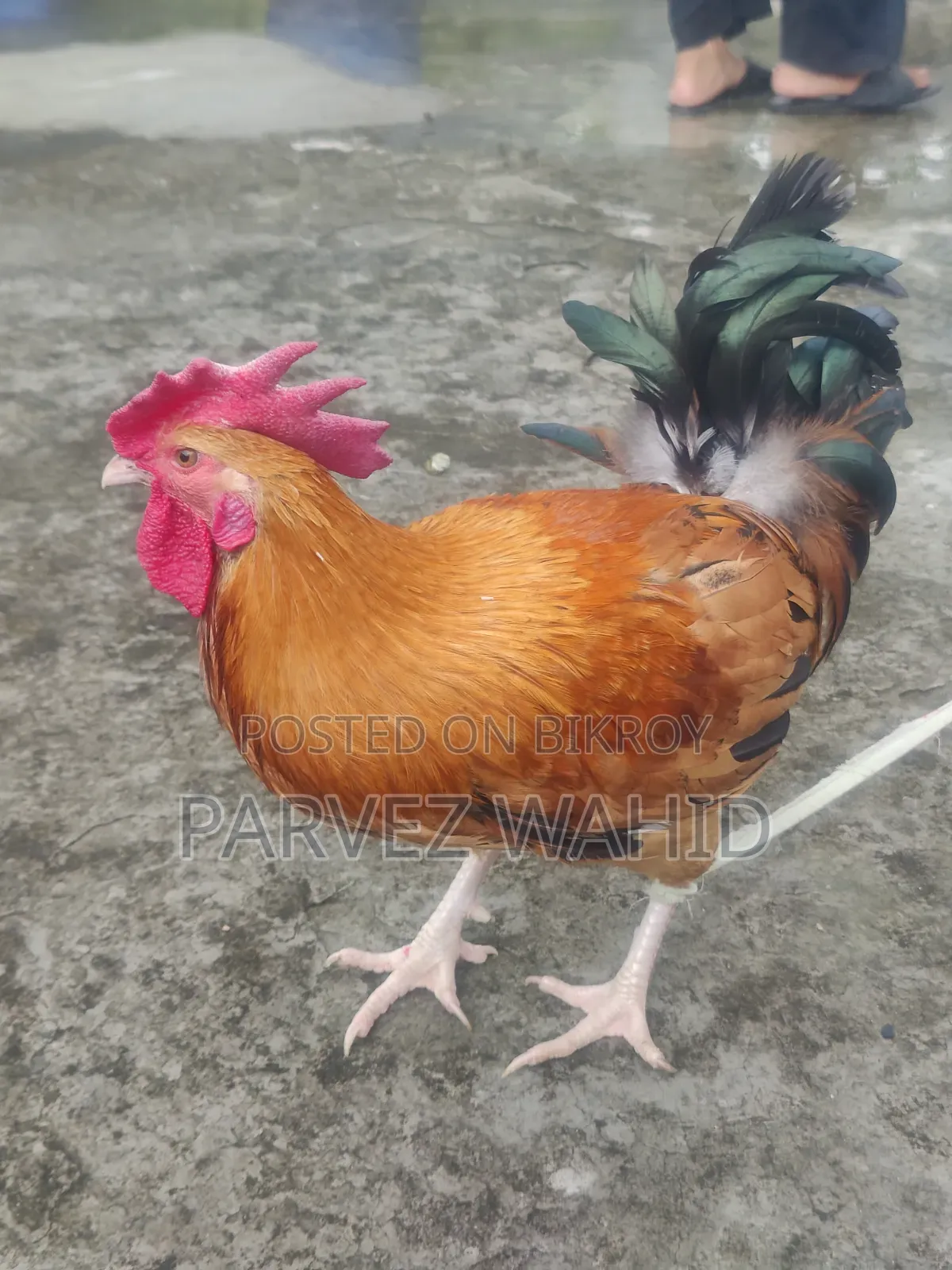 Roosters for sale (three pieces)