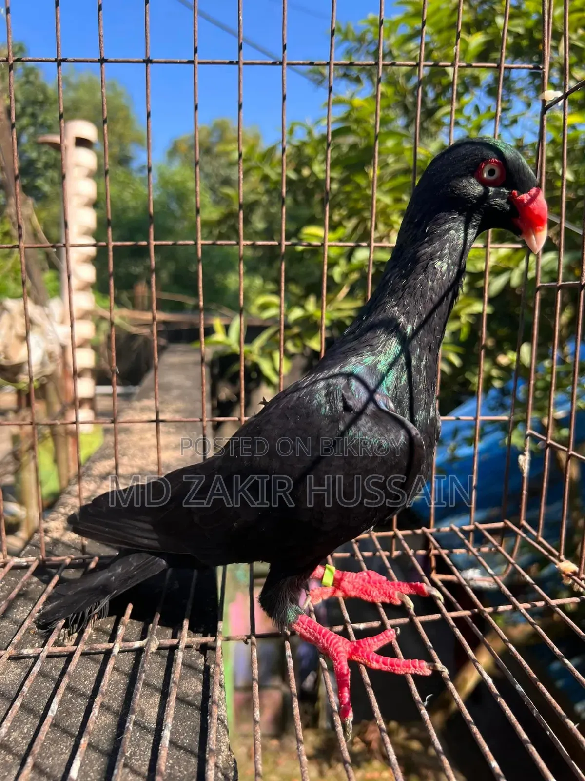 Danish Male Pigeon for Sale