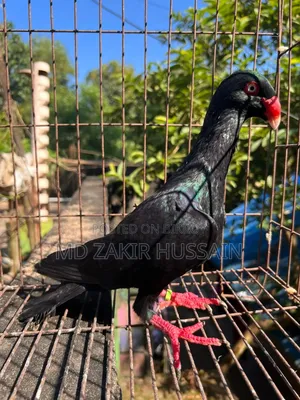Danish Male Pigeon for Sale
