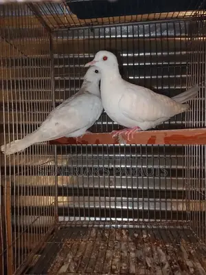 Australian Doves at a Low Price
