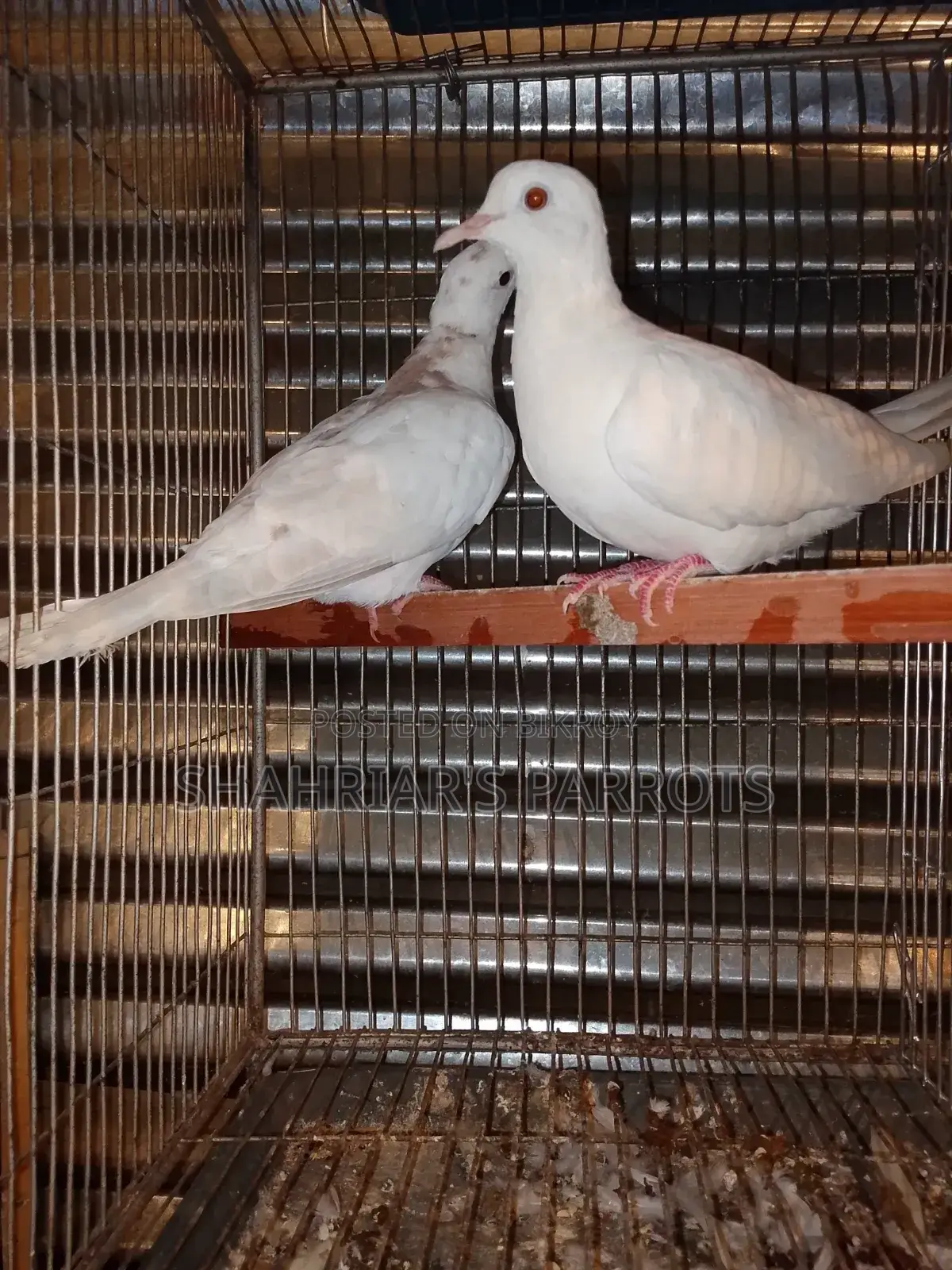Australian Doves at a Low Price