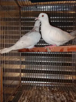 Australian Doves at a Low Price