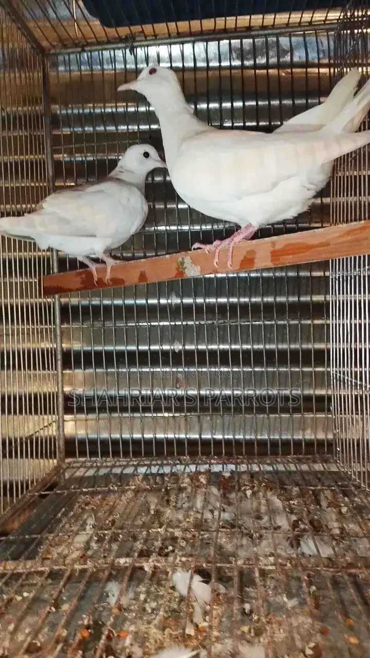 Australian Doves at a Low Price
