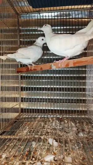 Australian Doves at a Low Price