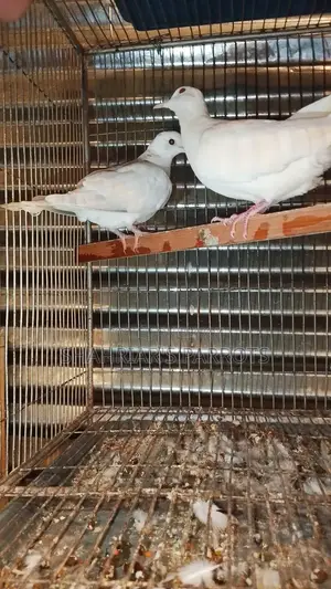 Australian Doves at a Low Price