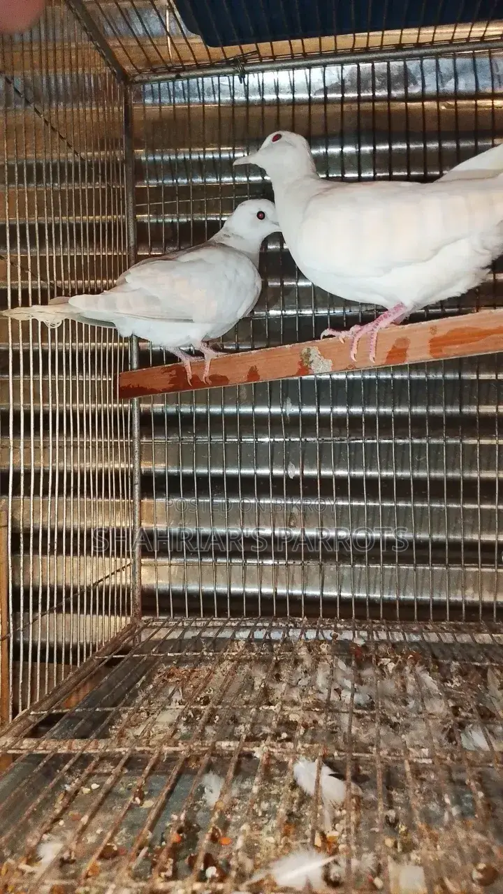Australian Doves at a Low Price