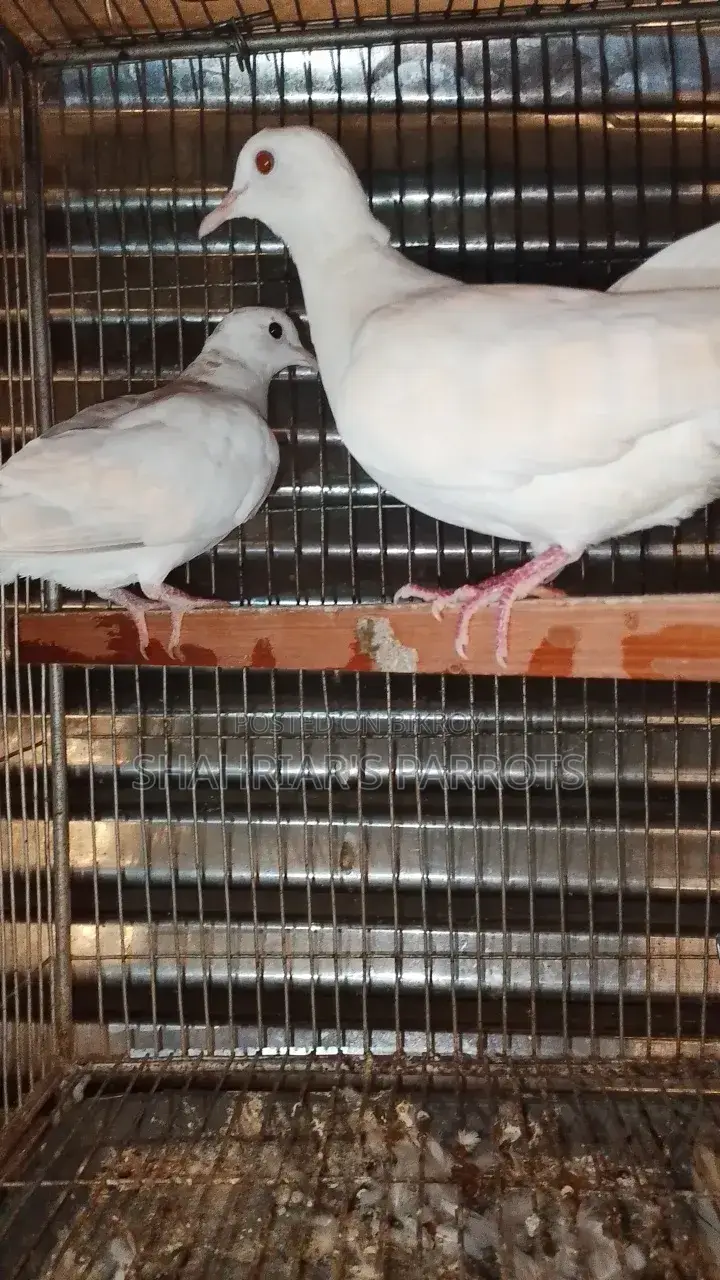 Australian Doves at a Low Price