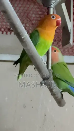 গ্রিন ওপালাইন লাভ বার্ড