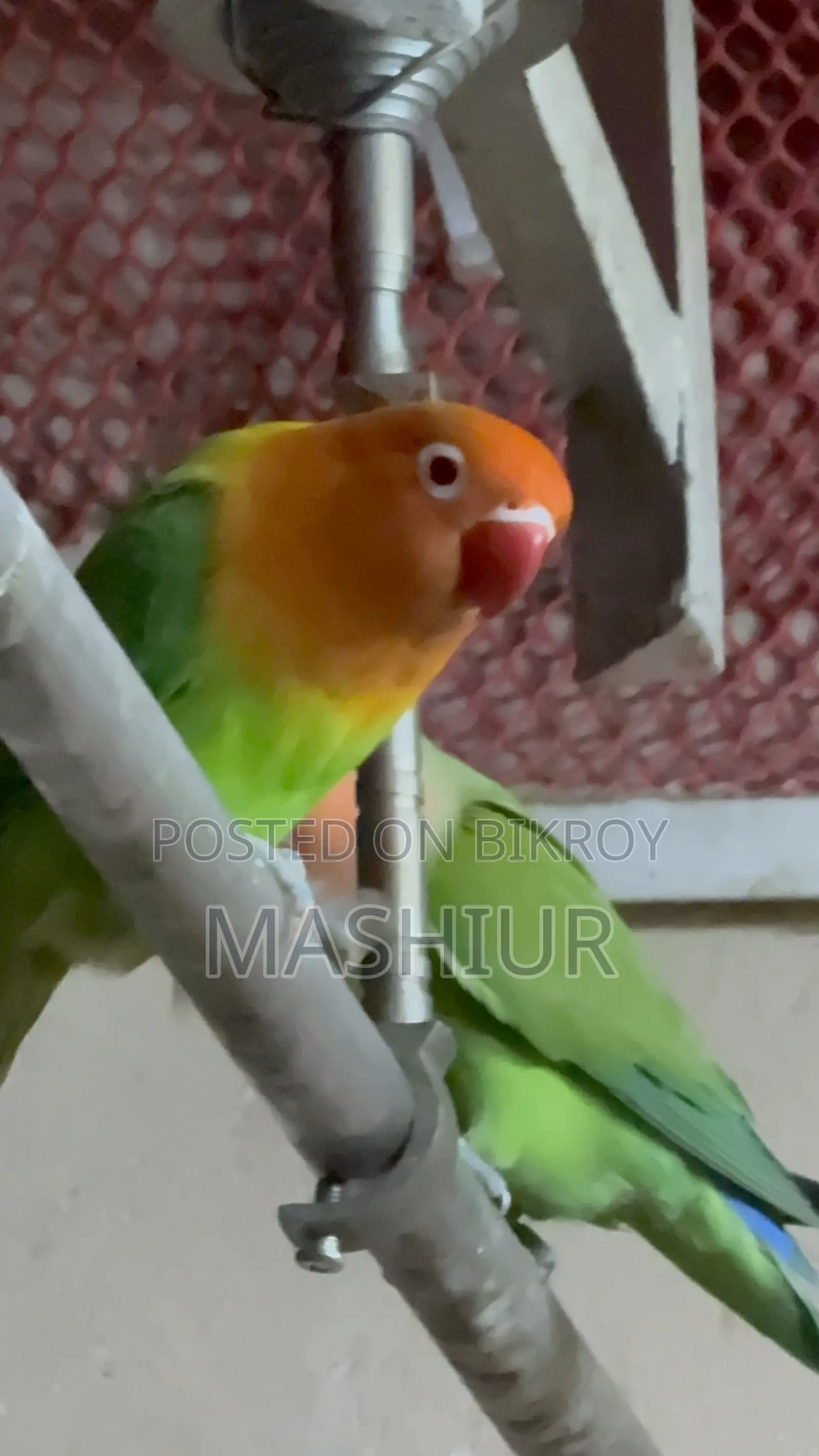 গ্রিন ওপালাইন লাভ বার্ড