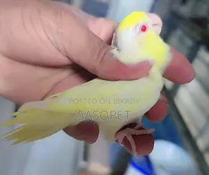 Cremino Female