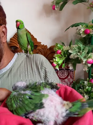 Indian Ringneck Parrot Chick