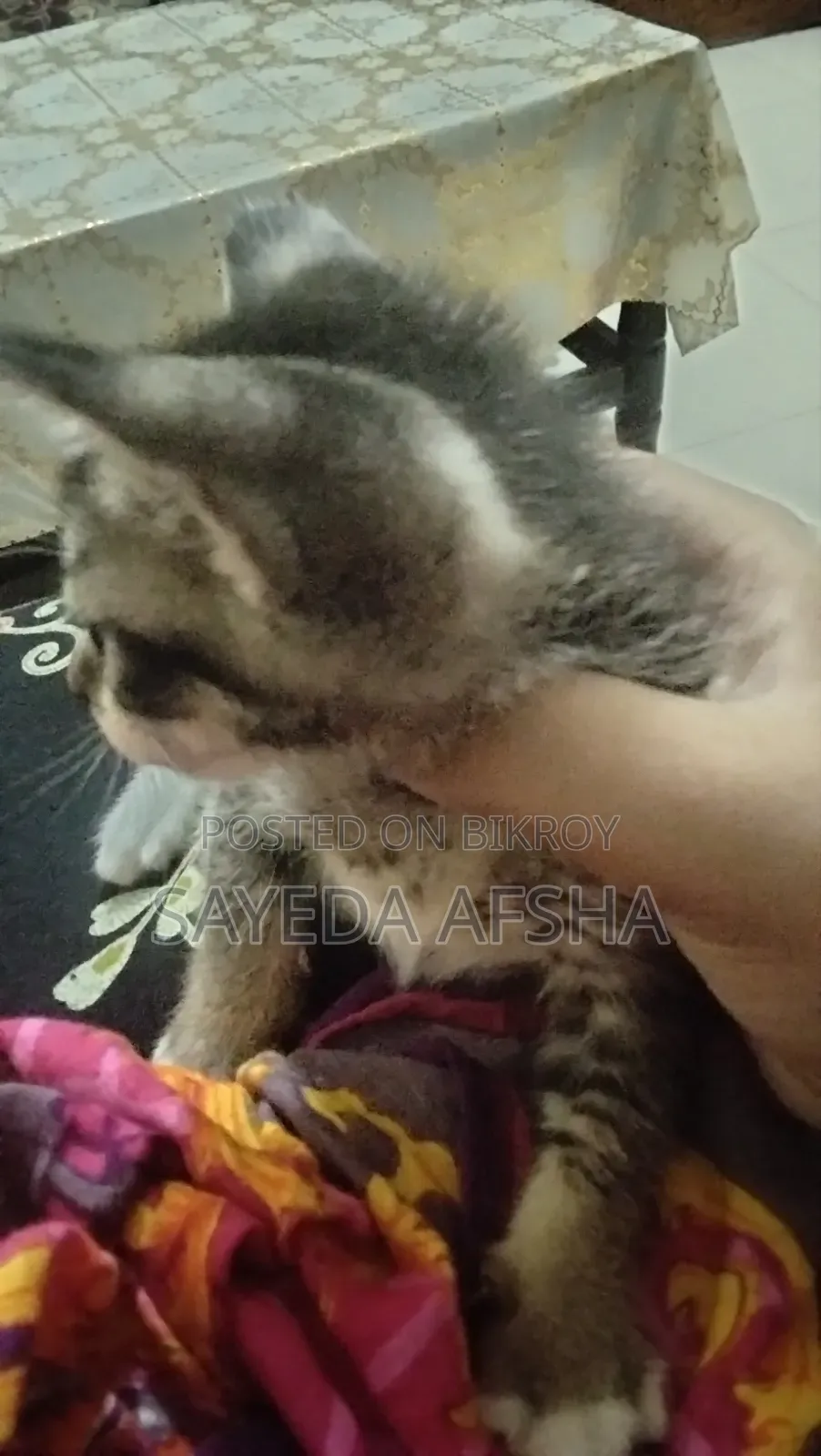 1-3 Months Male Mixed Breed Exotic