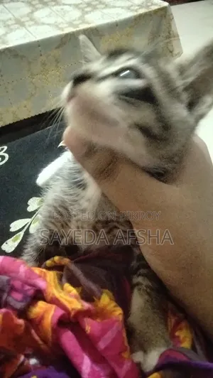 1-3 Months Male Mixed Breed Exotic