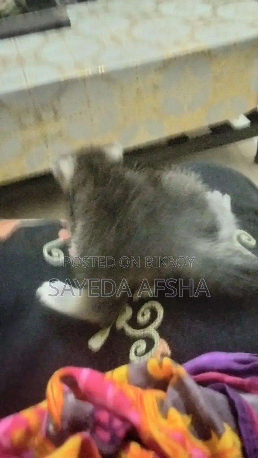 1-3 Months Male Mixed Breed Exotic