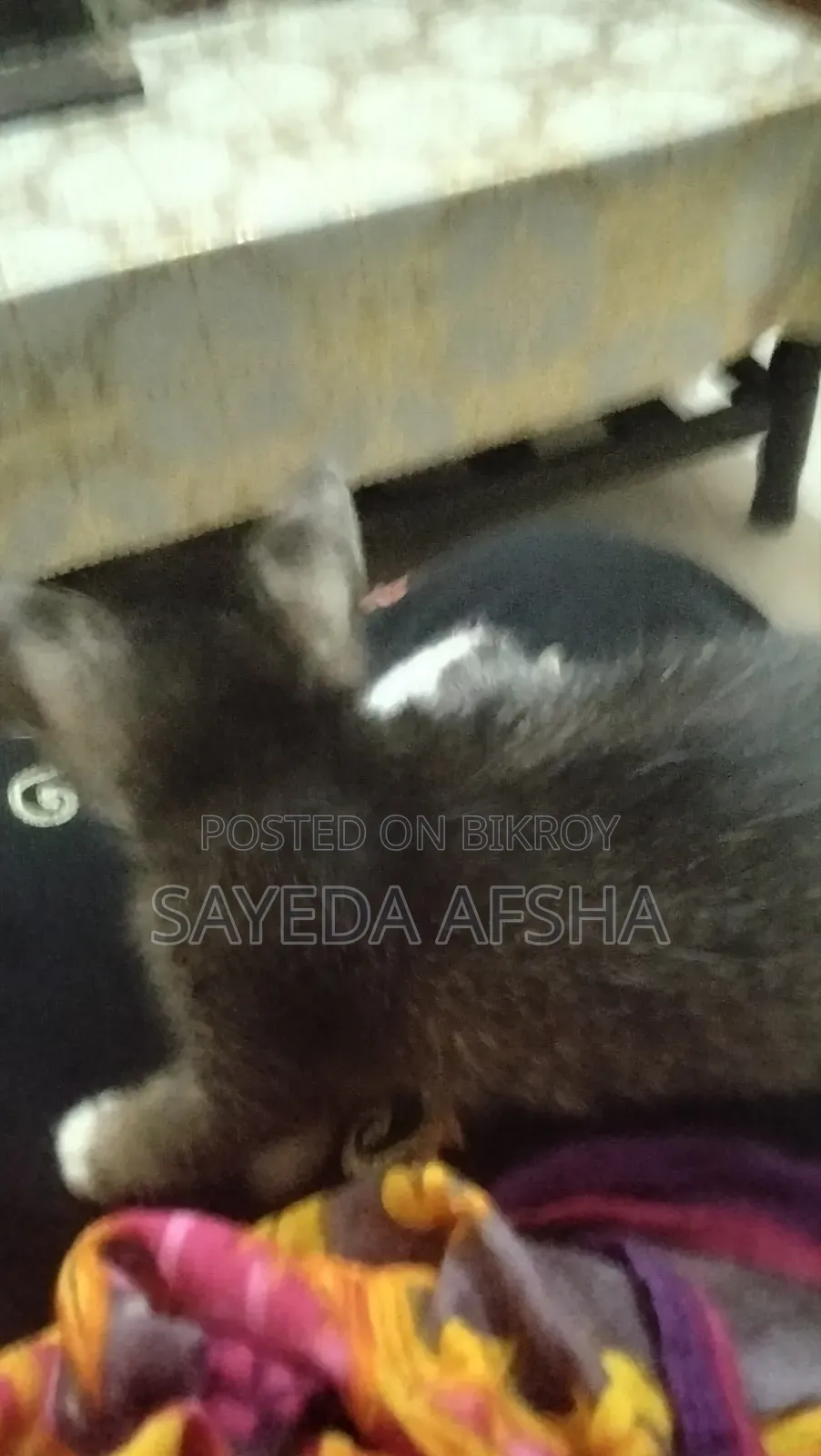 1-3 Months Male Mixed Breed Exotic