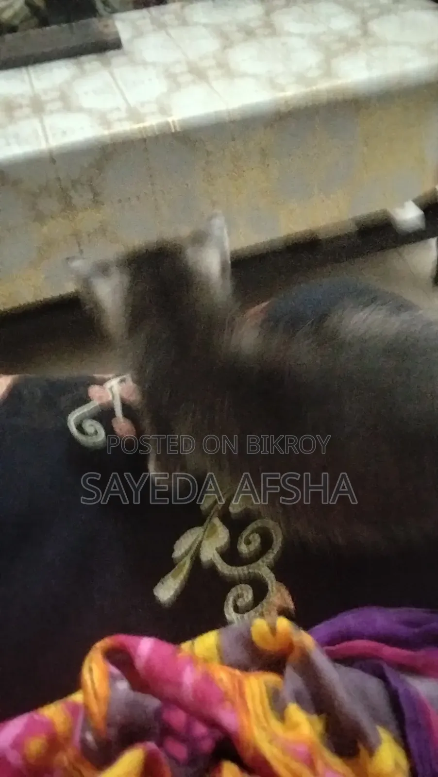 1-3 Months Male Mixed Breed Exotic