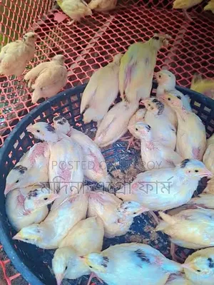 European Quail