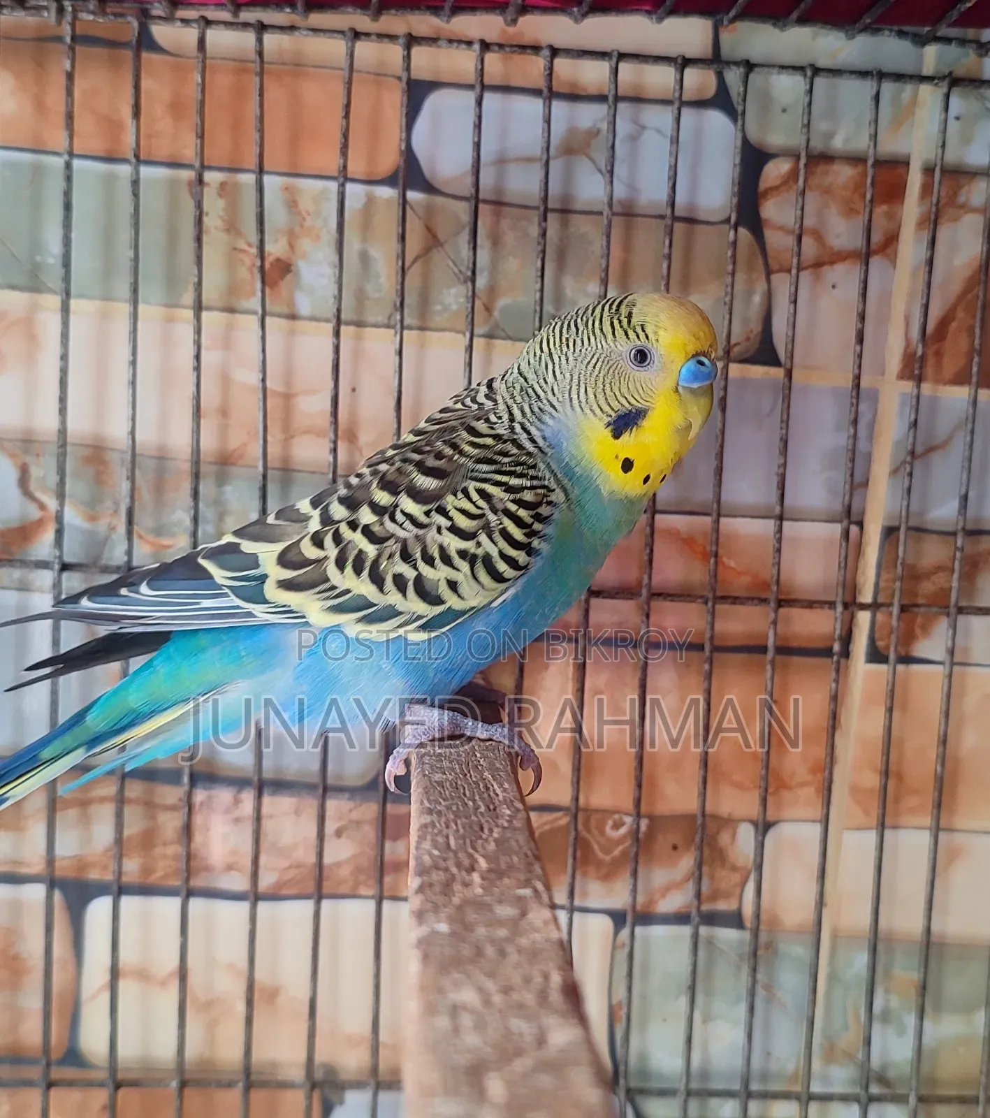 1 Pair of Running Budgies