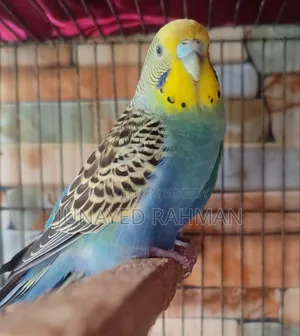 1 Pair of Running Budgies