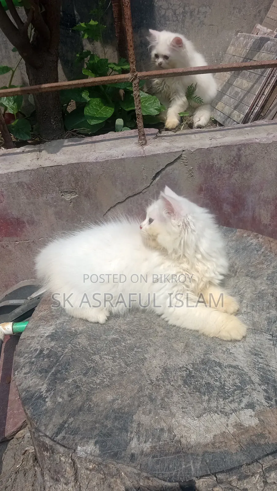 3-6 Months Male Purebred Persian