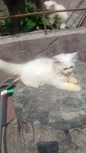 3-6 Months Male Purebred Persian
