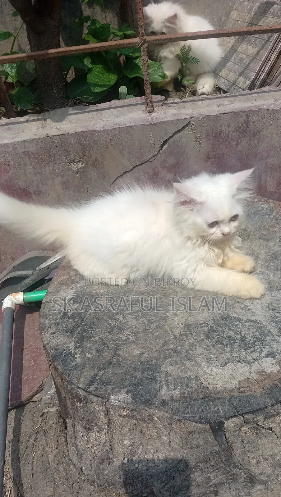 3-6 Months Male Purebred Persian