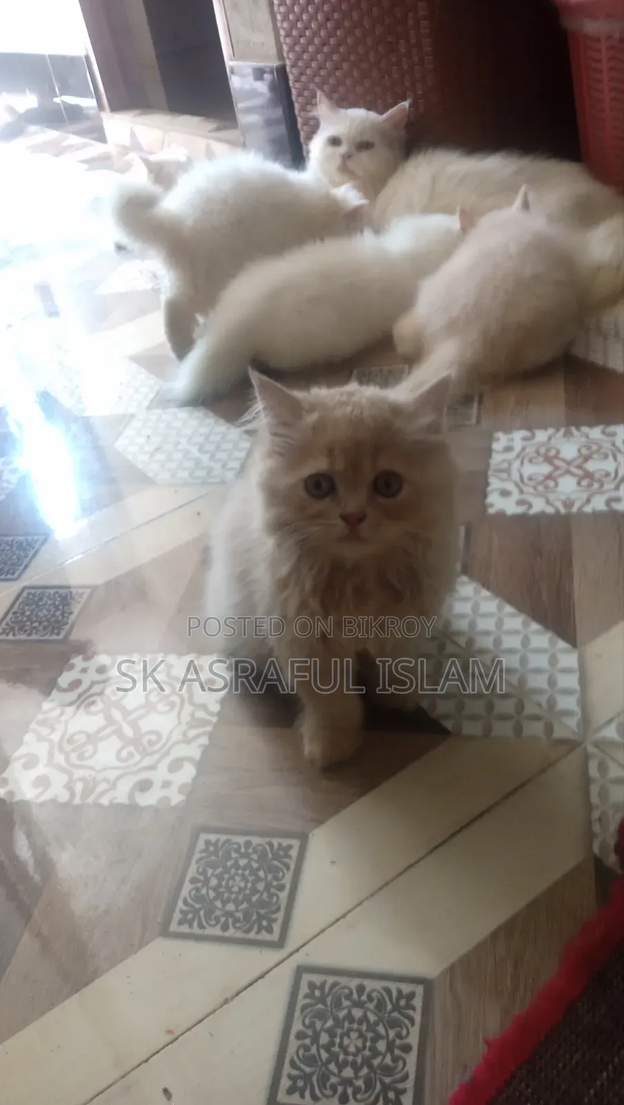 3-6 Months Male Purebred Persian