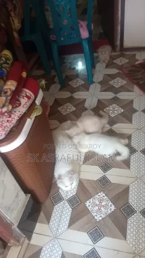 3-6 Months Male Purebred Persian