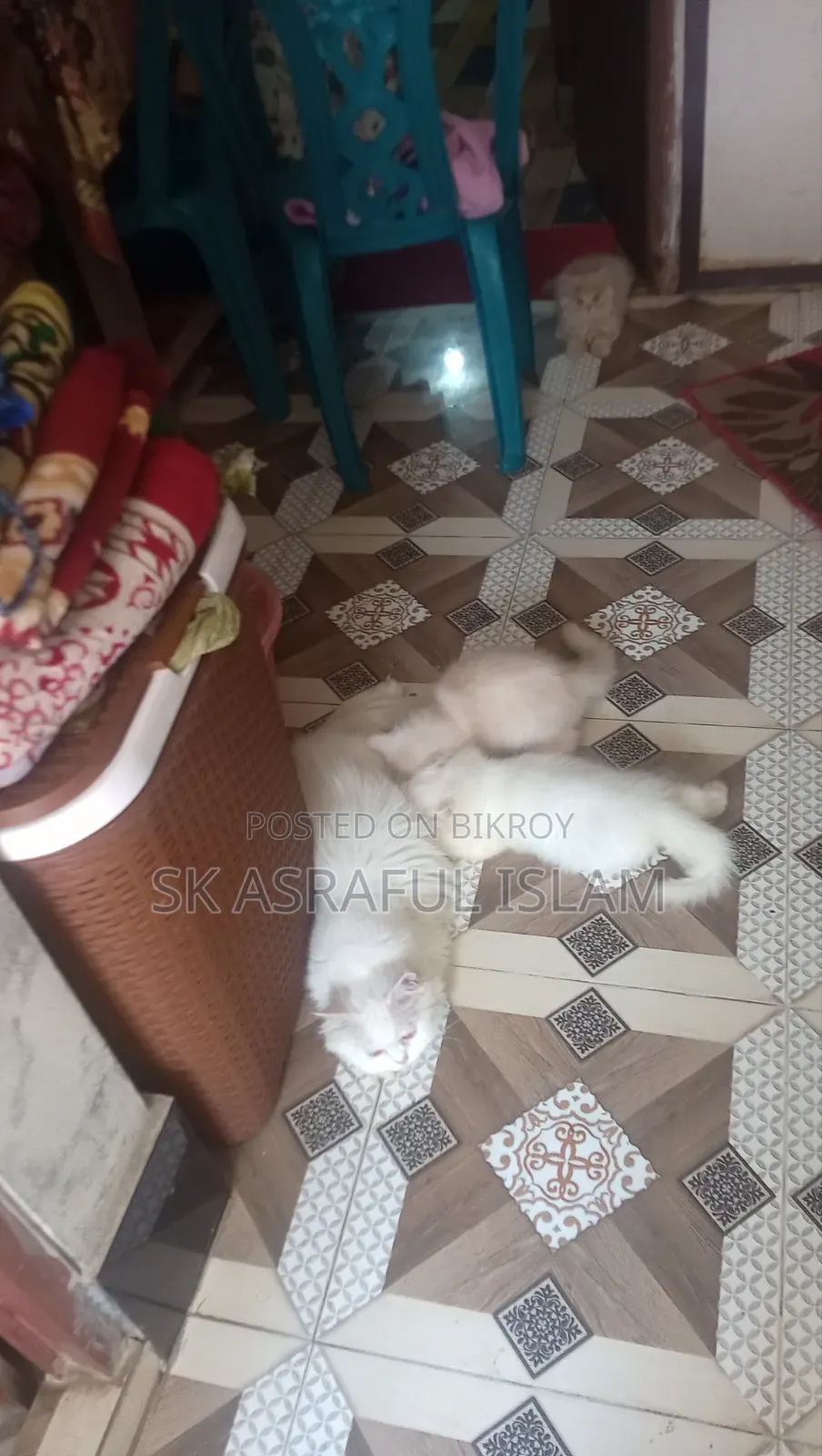 3-6 Months Male Purebred Persian