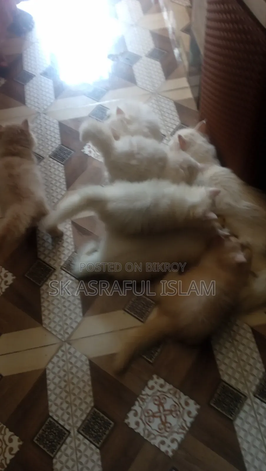 3-6 Months Male Purebred Persian