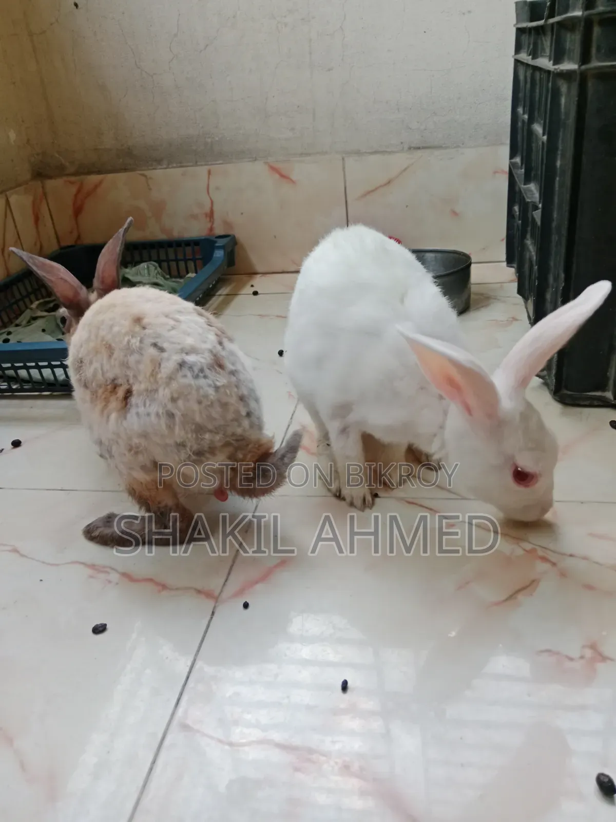 Rabbit Sell