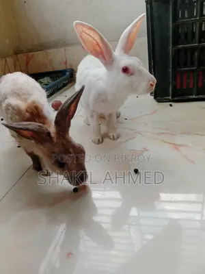 Rabbit Sell