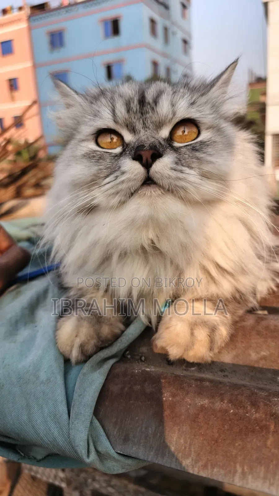 6-12 Months Female Purebred Persian