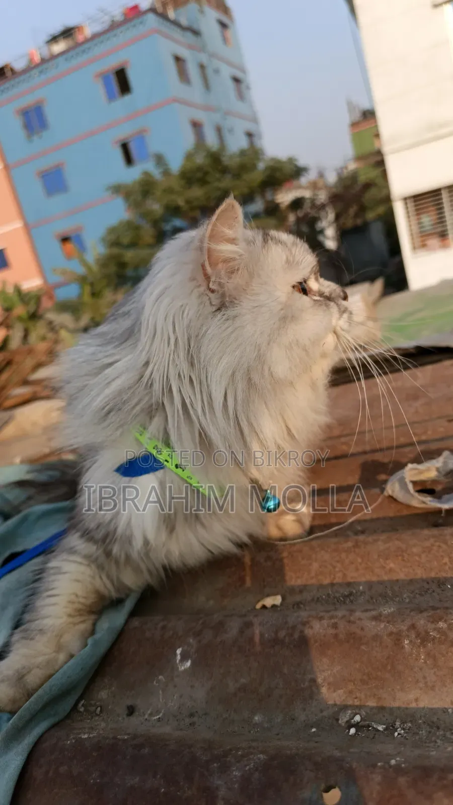 6-12 Months Female Purebred Persian