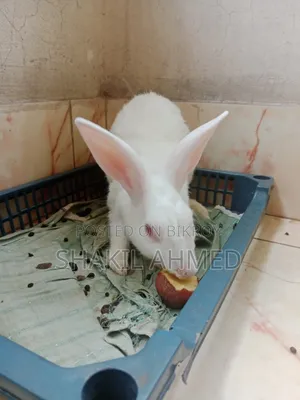 Rabbit Sell