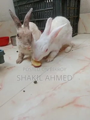 Rabbit Sell