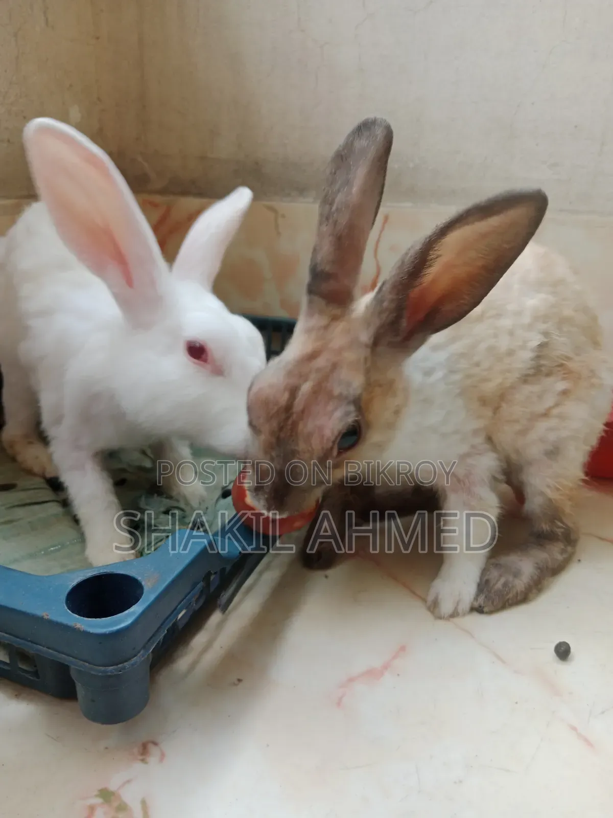 Rabbit Sell