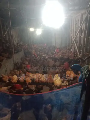 সোনালী মুরগি