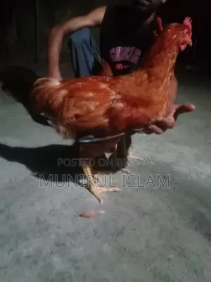 Sonali Chicken