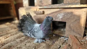 ২জোরা ময়ূর লখ্খা কবুতর