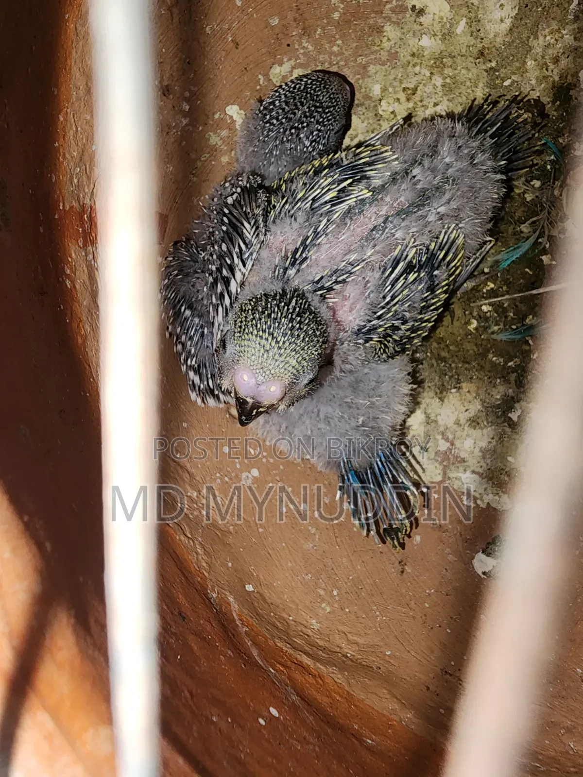Budgerigar Breeding Pair Sell