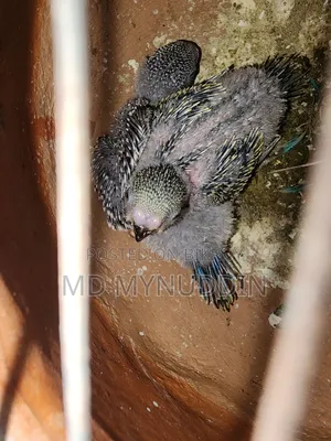 Budgerigar Breeding Pair Sell