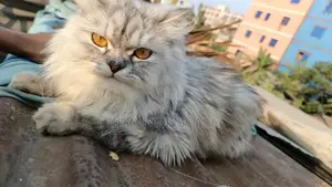 6-12 Months Female Purebred Persian