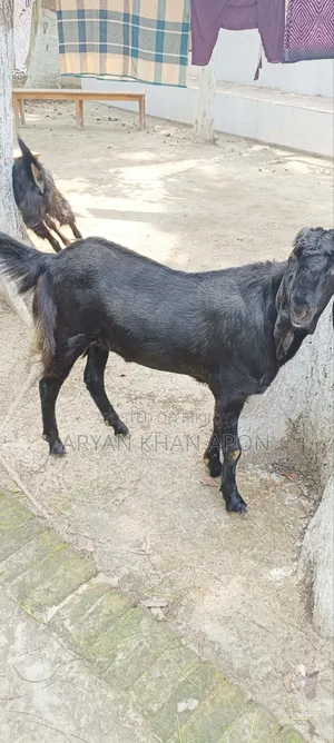 Haryana Goat
