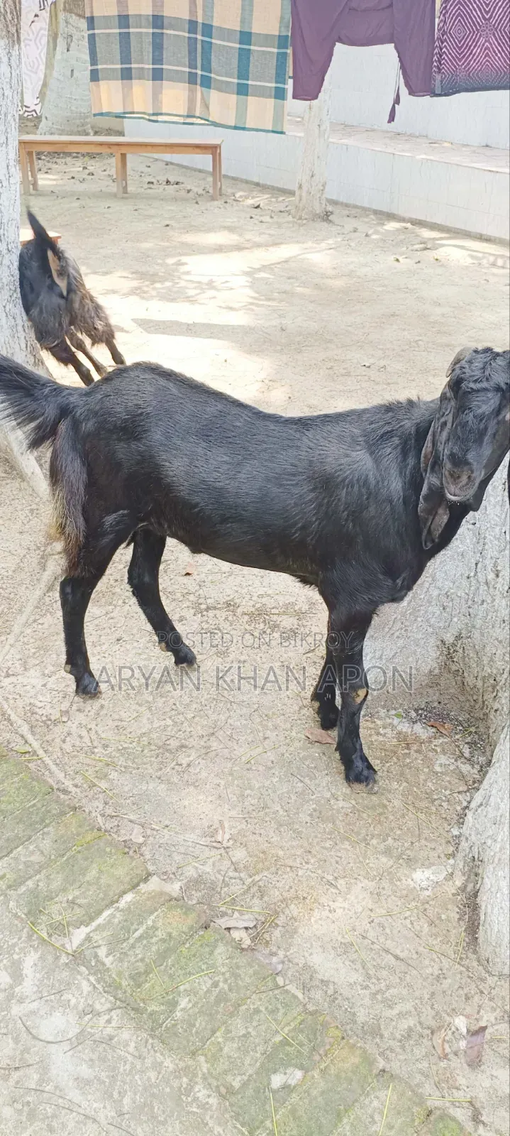 Haryana Goat