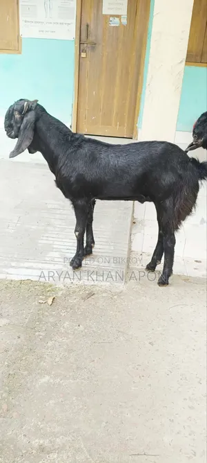 Haryana Goat