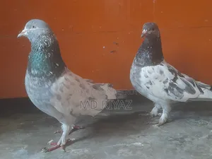 মাক্সি গিরিবাজ