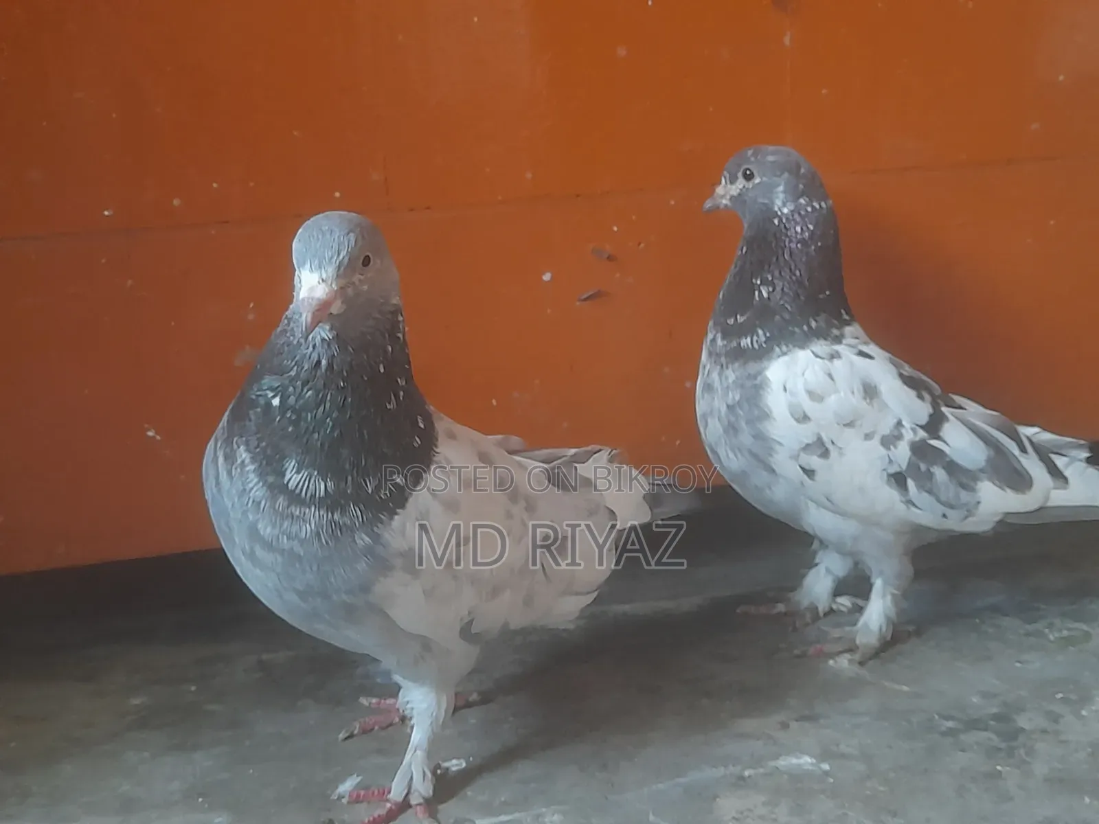 মাক্সি গিরিবাজ