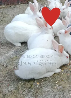 খরগোশ বিক্রি করা হবে