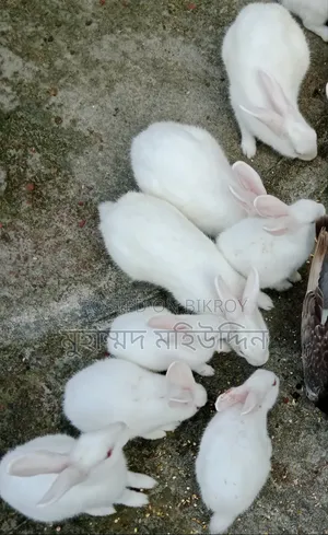 খরগোশ বিক্রি করা হবে